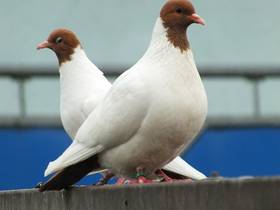 DSCF1031.JPG